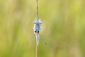 Vlinder op zijn kop hangend aan een strohalm.