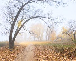 The last days of autumn with the smell of fallen leaves