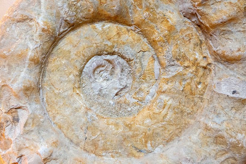 Fosiel heart by Studio Bosgra