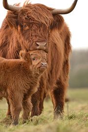 Schotse Hooglander met kalfje van Sascha van Dam