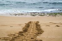 Spoor van een groene Hawaiiaanse zeeschildpad
