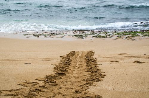 Spoor van een groene Hawaiiaanse zeeschildpad