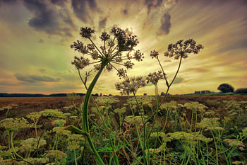 Sunset in the Beemden in The Hague