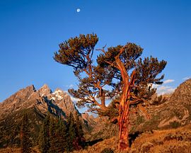 Ancient Plugs (Pinus aristata), the iconic Old Patriarch of the Grand Teton National Park, W by Nature in Stock