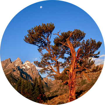 Oeroude Stoppelden (Pinus aristata), de iconische Old Patriarch van het Grand Teton National Park, W