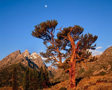 Oeroude Stoppelden (Pinus aristata), de iconische Old Patriarch van het Grand Teton National Park, W van Nature in Stock