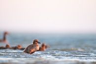 "Ein Schimmer Hoffnung" von Madleen Sophie Miniaturansicht