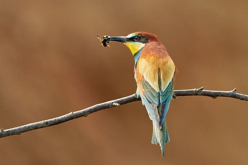 Bienenfresser Vogel mit Biene im Schnabel