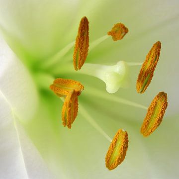 Weiße Lilie detailliert dargestellt 1 von Jaap Tanis