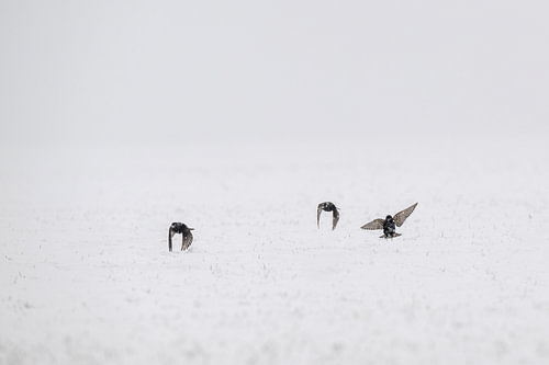 Stare im Schnee