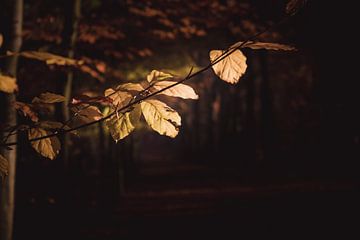 Autumn golden leaves van Sandra Hazes