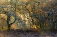 Enjoy the morninglight