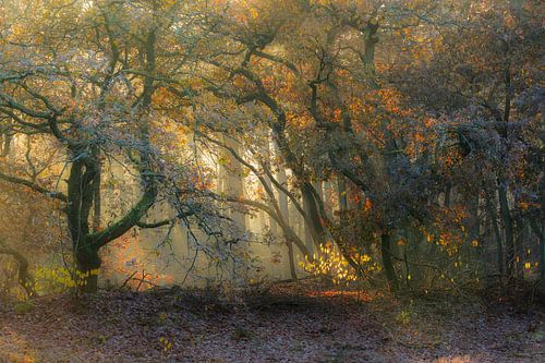 Enjoy the morninglight