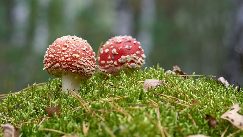 Amanite dans la forêt par Heiko Kueverling
