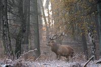 Edelhert op een koude ochtend in November