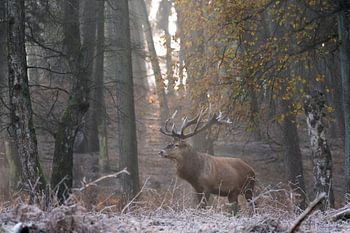 Edelhert op een koude ochtend in November