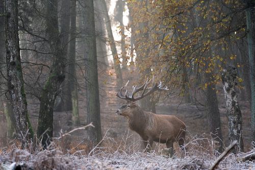 Red deer on a cold morning in November