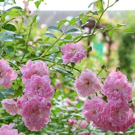 Monet's rozen van Ingrid de Vos - Boom