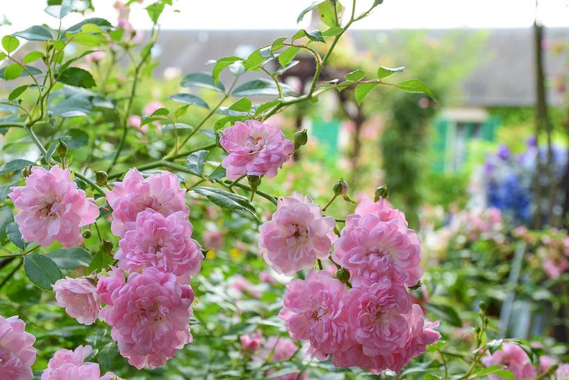 Monet's rozen van Ingrid de Vos - Boom