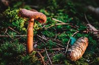 Sprookjesachtige paddenstoel in het herfstbos van MindScape Photography thumbnail