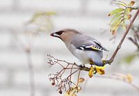 Pestvogel