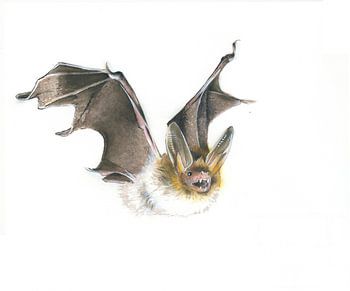 Wächterin des Waldes – Bechsteinfledermaus (Myotis bechsteinii)