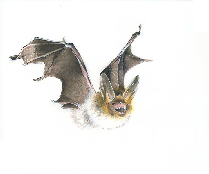 Guardian of the forest - Bechstein's bat (Myotis bechsteinii) by WeltReisender Magazin