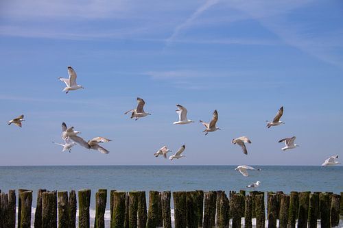 Vliegende zeemeeuwen boven de golfbrekers