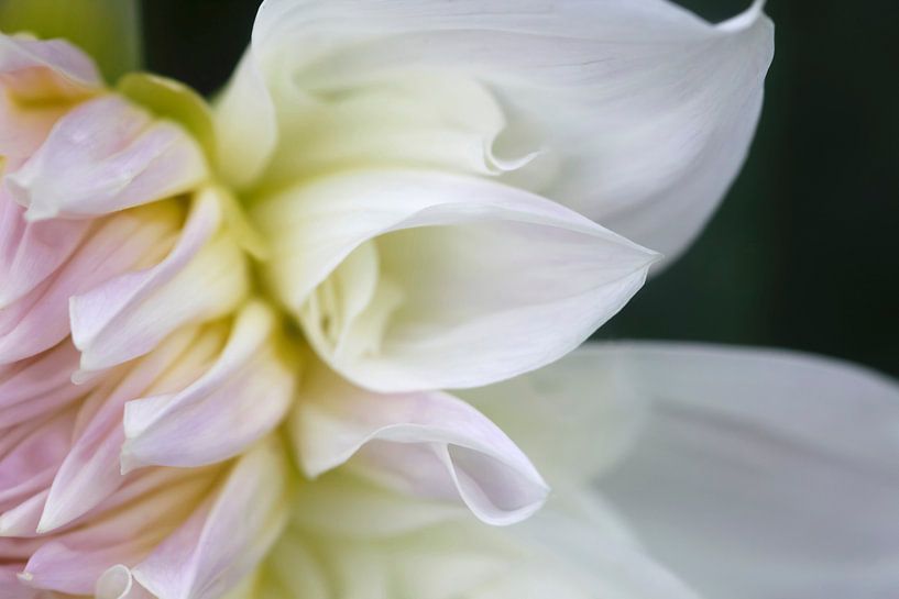 dahlia blossom by Thomas Jäger