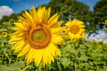 Zonnebloemen