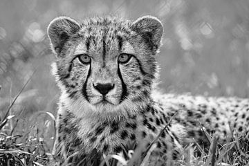 Cheetah van Walljar