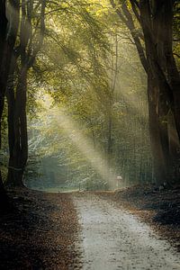 Faisceau lumineux incident dans une forêt sombre