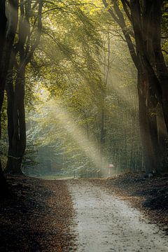 Invallende lichtstraal in donker bos