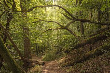 Forest scene from the Hunsrück by Jens Hertel