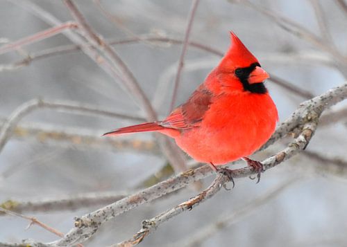 Een kardinaalvogel in de tuin