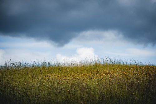 Blumenwiese mit Wolken