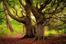 Arbres sur Rügen sur Martin Wasilewski