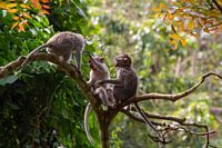 Monkeys