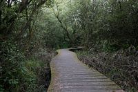 Brabantse bossen