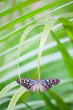 Bambuddha 2 - Papillon tigre bleu Cambodge sur Tessa Jol Photography