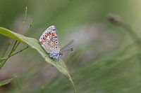 Icarus blue