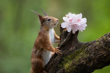 Eekhoorn ruikend aan een bloem van Ria van den Broeke