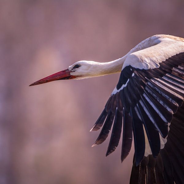 Stork in flight by Tobias Luxberg