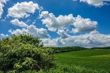 Landscape with field, trees and clouds