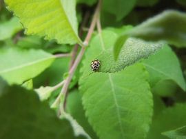 Zweiundzwanzigpunkt-Marienkäfer