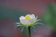 Strawberry fields van Jeroen van Deel thumbnail