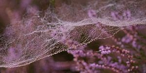 Spinnennetz auf der Heide 2. Die Welle der Wasserperlen. von Alie Ekkelenkamp
