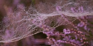 Spider's Web on the Heath 2. The Wave of Water Pearls. by Alie Ekkelenkamp