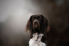 Hund von Nanda Jansen