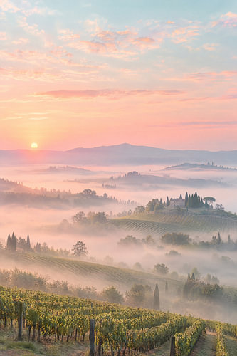 Vineyards in the morning mist – Autumn in pastels